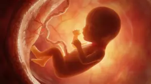 Illustrazione di un feto nel grembo materno collegato dal cordone ombelicale