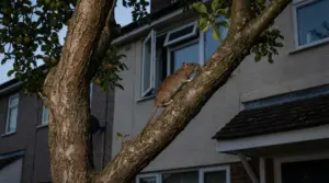 Topo che si arrampica su un albero del giardino vicino alla finestra aperta di una casa