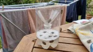 Trappola fai da te per cimici con due bottiglie vicino al bucato steso all'aperto