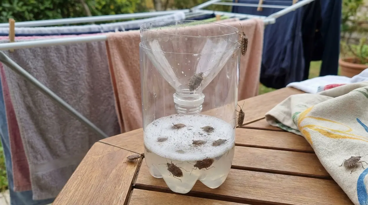 Trappola fai da te per cimici con due bottiglie vicino al bucato steso all'aperto